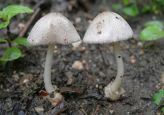 Volvariella spec.